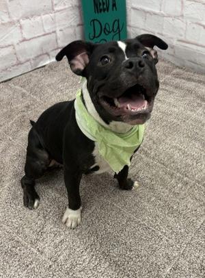 CRISTALLE, American Pit Bull Terrier, adult, available for adoption