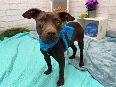 EICHEL, Pit Bull Terrier, young, available for adoption