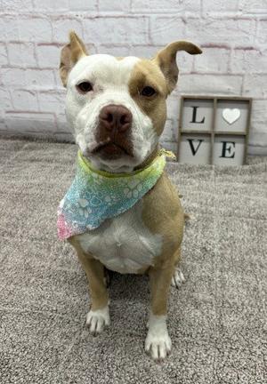 A brown and white dog wearing a colorful bandana, sitting on a carpeted floor in front of a brick wall with a wooden sign that says "LOVE".