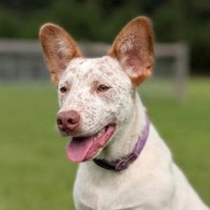 Chucky, Australian Cattle Dog/Blue Heeler / Terrier, young, available for adoption