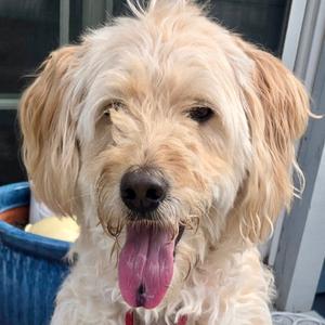 Hampton, Golden Retriever / Poodle (unknown type), adult, available for adoption