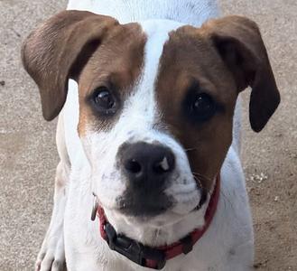 Cereal, Australian Cattle Dog/Blue Heeler / Terrier, puppy, available for adoption