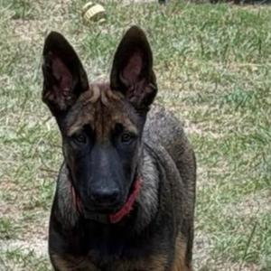 Duke, German Shepherd Dog / Terrier, puppy, available for adoption