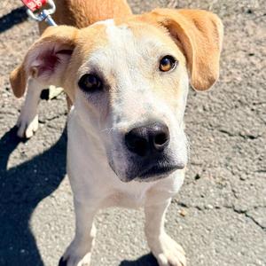 Butter, Labrador Retriever / Terrier, young, available for adoption
