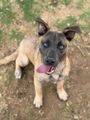 Hela, Labrador Retriever / Black Mouth Cur, young, available for adoption