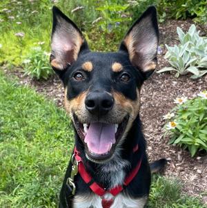 JT, Shepherd / Terrier, young, available for adoption