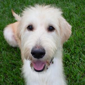 Goldie, Labrador Retriever / Poodle (unknown type), young, available for adoption
