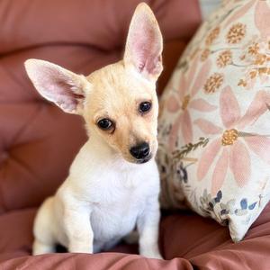 Dorito, Chihuahua / Terrier, puppy, available for adoption