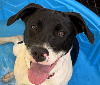Cookie, Pointer / Terrier, young, available for adoption