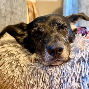 Ace, Border Collie, adult, available for adoption