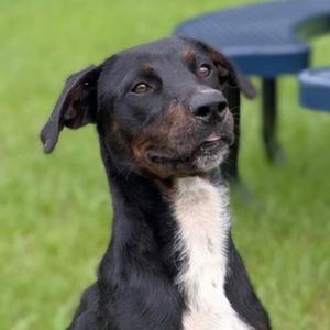 Blocks, Plott Hound / Labrador Retriever, young, available for adoption