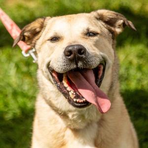 Cash, Anatolian Shepherd / Terrier, adult, available for adoption