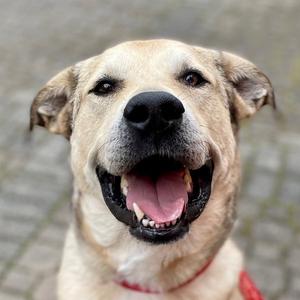 Cash, Anatolian Shepherd / Terrier, adult, available for adoption