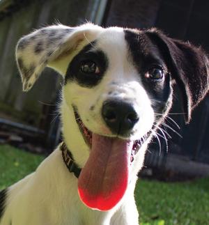 Al Pawpone, Terrier, young, available for adoption
