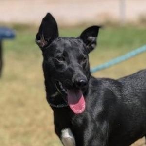 Apollo, Australian Kelpie / Terrier, young, available for adoption