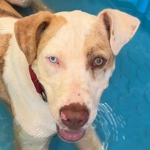 Bingo, Hound / Terrier, young, available for adoption