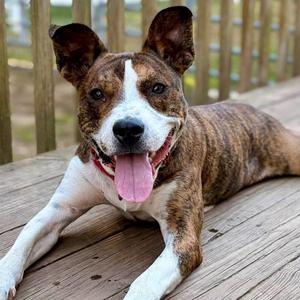 Kirby, Basenji / Terrier, young, available for adoption