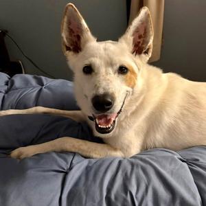 Juno, Cattle Dog / Terrier, adult, available for adoption