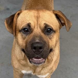 Chief, Terrier, young, available for adoption