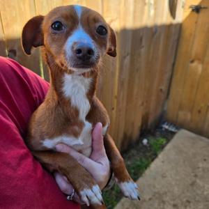 Amber, Chihuahua / Dachshund, young, available for adoption