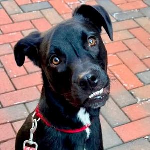 Baby, Labrador Retriever / Terrier, young, available for adoption