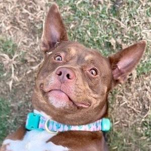 Annie Lou, Australian Cattle Dog/Blue Heeler / Terrier, adult, available for adoption