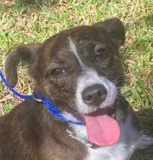 a brown and white dog with a blue leash, lying on grass and panting