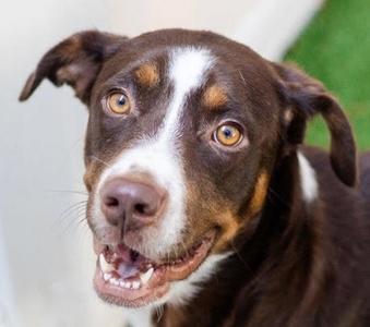 Cadie, Labrador Retriever / Terrier, young, available for adoption