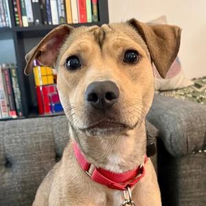 Carolina, Terrier, adult, available for adoption