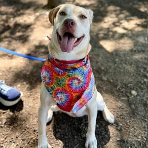 Buttercream, Retriever / Terrier, young, available for adoption