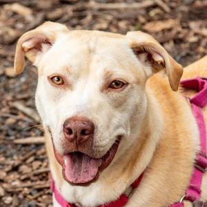 Buttercream, Retriever / Terrier, young, available for adoption