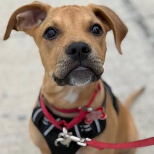 Flapjack, Terrier, puppy, available for adoption