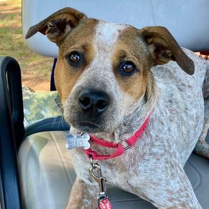 Grits, Australian Cattle Dog/Blue Heeler, adult, available for adoption