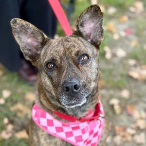Kira Flor, Terrier, adult, available for adoption