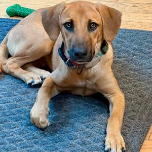 Feather, Shepherd / Terrier, young, available for adoption