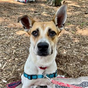 Aston, Terrier, adult, available for adoption