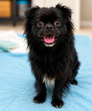 Happy Feet, Chihuahua / Terrier, adult, available for adoption