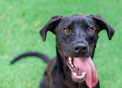 Cassius, Labrador Retriever / Terrier, young, available for adoption