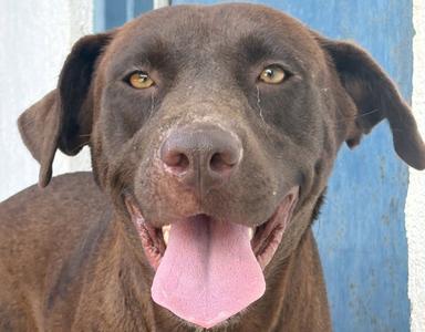 Canela, Labrador Retriever / Terrier, young, available for adoption