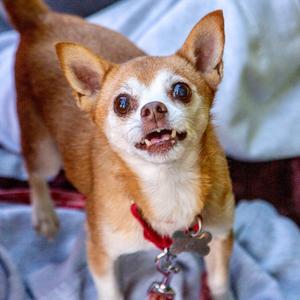 Charley, Chihuahua / Terrier, senior, available for adoption