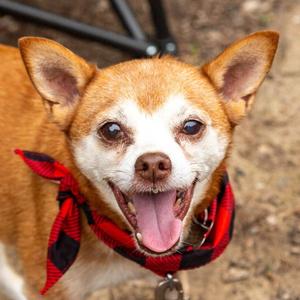 Charley, Chihuahua / Terrier, senior, available for adoption