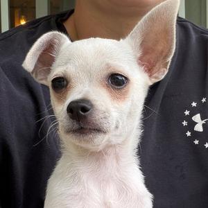 Frito, Chihuahua / Terrier, puppy, available for adoption