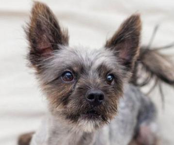 Junior, Cairn Terrier / Terrier, adult, available for adoption