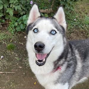 Emma, Siberian Husky, adult, available for adoption