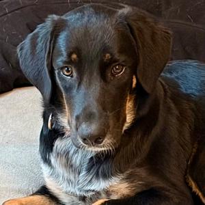 Johnny, Shepherd / Terrier, young, available for adoption