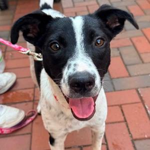 Jiminy, Labrador Retriever / Hound, young, available for adoption