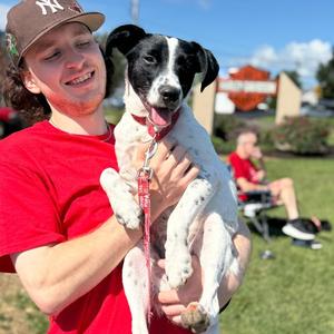 Jiminy, Labrador Retriever / Hound, young, available for adoption