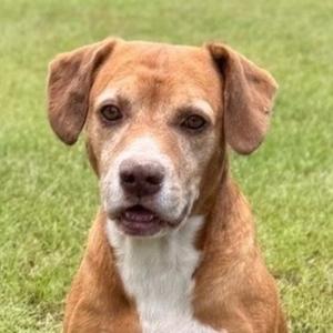A brown and white dog with floppy ears sitting on a grassy field.