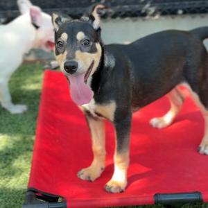 Bon Bon A2255659, Terrier, Pit Bull, adult, available for adoption
