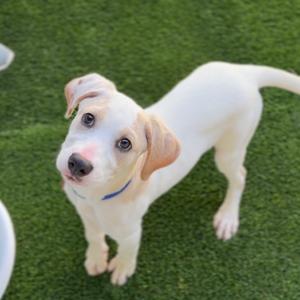 Bruno A2276772, Terrier, American Pit Bull, puppy, available for adoption